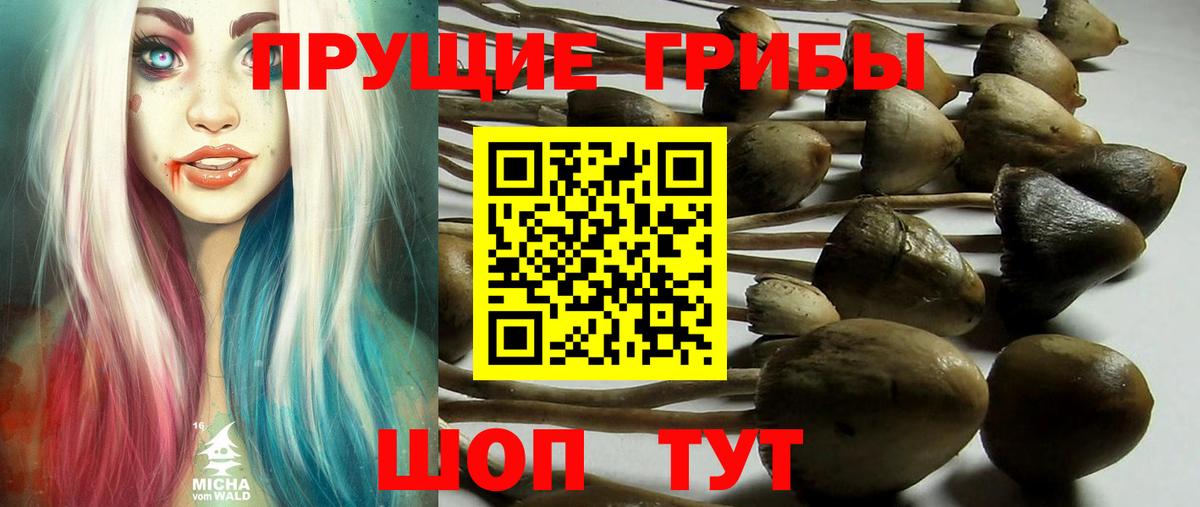 Великий Новгород  наркотики  Вход с VPN  Псилоцибиновые грибы Cubensis 